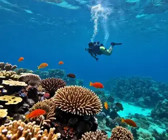 Aventura em Mergulho no Arquipélago de Sant’Anna, Macaé: Descubra a Beleza Subaquática Aventura em Mergulho no Arquipélago de Sant’Anna, Macaé: Descubra a Beleza Subaquática